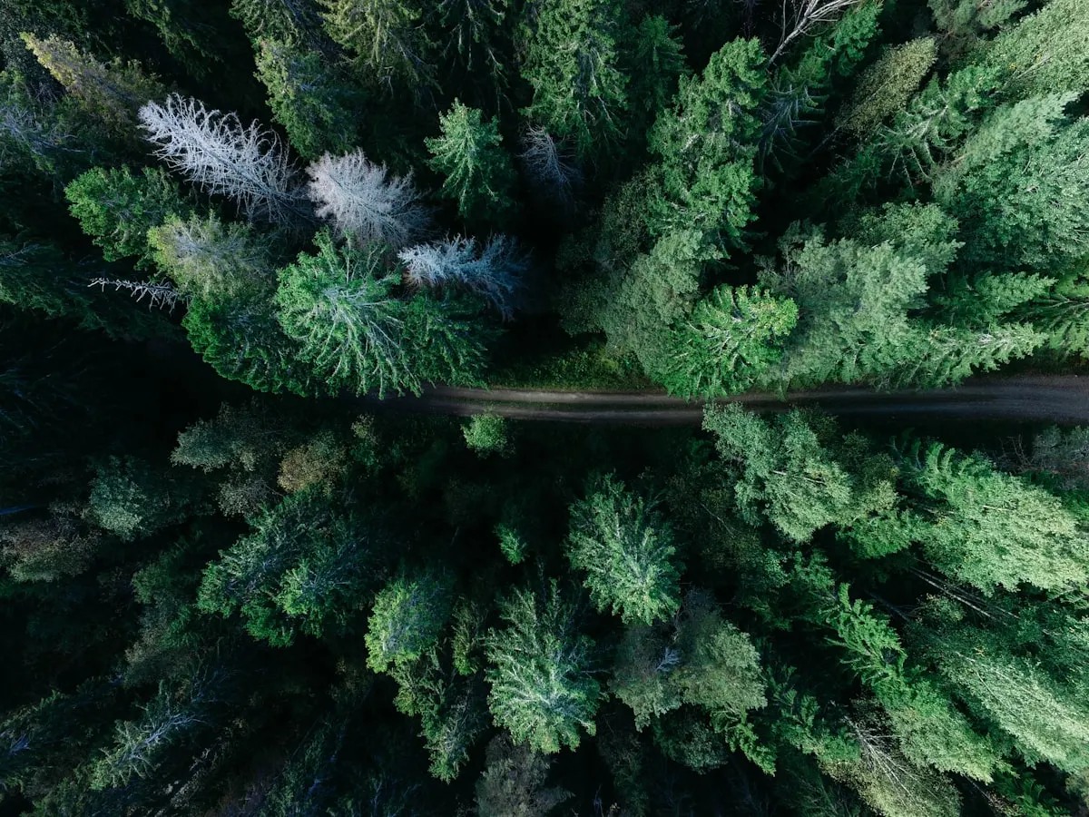 Trees in the Ouachita National Forest